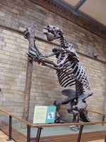 450px-Megatherium_americanum.001_-_Musée_d'histoire_naturelle_de_Londres