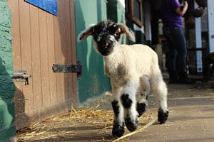800px-Vauxhall_City_Farm_Spring_Lamb